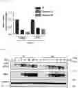 Fig. 12 - NOVEL THERAPEUTIC AGENT FOR GASTROINTESTINAL CANCER AND METHOD FOR SCREENING FOR THE SAME