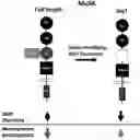 Fig. 01 - NEUROGENESIS