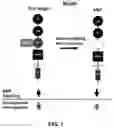Fig. 02 - NEUROGENESIS