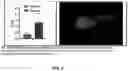 Fig. 03 - NEUROGENESIS