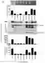 Fig. 04 - MANGANESE COMPOSITION FOR ENHANCING IMMUNITY