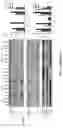 Fig. 10 - MANGANESE COMPOSITION FOR ENHANCING IMMUNITY