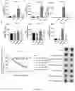 Fig. 16 - MANGANESE COMPOSITION FOR ENHANCING IMMUNITY