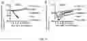 Fig. 17 - MANGANESE COMPOSITION FOR ENHANCING IMMUNITY