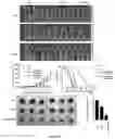 Fig. 18 - MANGANESE COMPOSITION FOR ENHANCING IMMUNITY