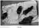 Fig. 04 - METHODS OF TREATING IMBALANCE OF PLASMA LIPIDS LEVEL AND FATTY LIVER WITH M2C MACROPHAGES