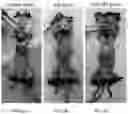 Fig. 07 - METHODS OF TREATING IMBALANCE OF PLASMA LIPIDS LEVEL AND FATTY LIVER WITH M2C MACROPHAGES
