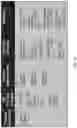 Fig. 42 - Methods of Expanding Tumor Infiltrating Lymphocytes Using Engineered Cytokine Receptor Pairs and Uses Thereof