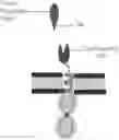 Fig. 01 - Chimeric antigen receptor system with adaptable receptor specificity