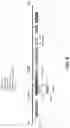 Fig. 08 - Chimeric antigen receptor system with adaptable receptor specificity