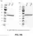 Fig. 10 - Chimeric antigen receptor system with adaptable receptor specificity