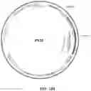 Fig. 29 - Chimeric antigen receptor system with adaptable receptor specificity