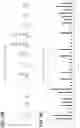 Fig. 36 - Chimeric antigen receptor system with adaptable receptor specificity