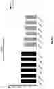 Fig. 13 - CO-USE OF LENALIDOMIDE WITH CAR-T CELLS