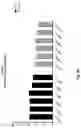 Fig. 16 - CO-USE OF LENALIDOMIDE WITH CAR-T CELLS