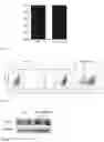 Fig. 10 - MODIFIED IMMUNE EFFECTOR CELL AND PREPARATION METHOD THEREFOR