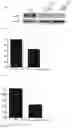 Fig. 13 - MODIFIED IMMUNE EFFECTOR CELL AND PREPARATION METHOD THEREFOR