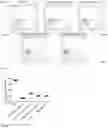 Fig. 15 - MODIFIED IMMUNE EFFECTOR CELL AND PREPARATION METHOD THEREFOR