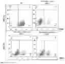 Fig. 16 - MODIFIED IMMUNE EFFECTOR CELL AND PREPARATION METHOD THEREFOR