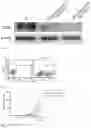 Fig. 18 - MODIFIED IMMUNE EFFECTOR CELL AND PREPARATION METHOD THEREFOR