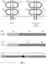Fig. 08 - MODIFIED IMMUNE RECEPTOR CONSTRUCTS