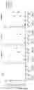 Fig. 15 - MODIFIED IMMUNE RECEPTOR CONSTRUCTS