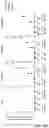 Fig. 16 - MODIFIED IMMUNE RECEPTOR CONSTRUCTS