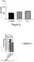 Fig. 07 - ENGINEERED NATURAL KILLER CELLS REDIRECTED TOWARD PURINERGIC SIGNALING, CONSTRUCTS THEREOF, AND METHODS FOR USING THE SAME