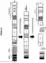 Fig. 04 - Compositions and methods for the treatment of cancer using a CD8 engineered T cell therapy