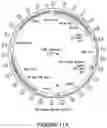 Fig. 41 - Compositions and methods for the treatment of cancer using a CD8 engineered T cell therapy
