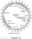 Fig. 43 - Compositions and methods for the treatment of cancer using a CD8 engineered T cell therapy