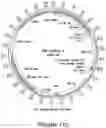Fig. 44 - Compositions and methods for the treatment of cancer using a CD8 engineered T cell therapy