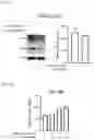 Fig. 08 - Anti-aging Composition Containing Akkermansia Muciniphila as Active Ingredient and a Method for Preventing Aging Using Thereof