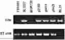 Fig. 01 - COMPOSITIONS AND METHODS FOR TARGETING TUMOR-ASSOCIATED EXTRACELLULAR MATRIX COMPONENTS TO IMPROVE DRUG DELIVERY