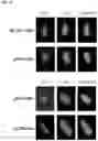 Fig. 03 - COMPOSITIONS AND METHODS FOR TARGETING TUMOR-ASSOCIATED EXTRACELLULAR MATRIX COMPONENTS TO IMPROVE DRUG DELIVERY