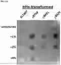 Fig. 07 - COMPOSITIONS AND METHODS FOR TARGETING TUMOR-ASSOCIATED EXTRACELLULAR MATRIX COMPONENTS TO IMPROVE DRUG DELIVERY