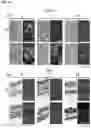 Fig. 15 - COMPOSITIONS AND METHODS FOR TARGETING TUMOR-ASSOCIATED EXTRACELLULAR MATRIX COMPONENTS TO IMPROVE DRUG DELIVERY