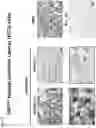 Fig. 20 - COMPOSITIONS AND METHODS FOR TARGETING TUMOR-ASSOCIATED EXTRACELLULAR MATRIX COMPONENTS TO IMPROVE DRUG DELIVERY