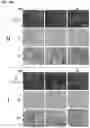 Fig. 26 - COMPOSITIONS AND METHODS FOR TARGETING TUMOR-ASSOCIATED EXTRACELLULAR MATRIX COMPONENTS TO IMPROVE DRUG DELIVERY