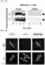 Fig. 28 - COMPOSITIONS AND METHODS FOR TARGETING TUMOR-ASSOCIATED EXTRACELLULAR MATRIX COMPONENTS TO IMPROVE DRUG DELIVERY