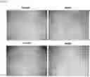 Fig. 13 - COMPOSITION COMPRISING ACTINIDIA POLYGAMA EXTRACT FOR ALLEVIATING SKIN DAMAGE OR MOISTURIZING SKIN