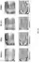Fig. 14 - COMPOSITION COMPRISING ACTINIDIA POLYGAMA EXTRACT FOR ALLEVIATING SKIN DAMAGE OR MOISTURIZING SKIN