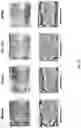 Fig. 15 - COMPOSITION COMPRISING ACTINIDIA POLYGAMA EXTRACT FOR ALLEVIATING SKIN DAMAGE OR MOISTURIZING SKIN