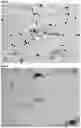 Fig. 06 - Okra as a substitute for cervical mucus