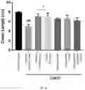 Fig. 05 - PHARMACEUTICAL COMPOSITION COMPRISING MIXTURE EXTRACT OF COPTIS RHIZOME AND SCHIZONEPETA TENUIFOLIA AS ACTIVE INGREDIENT FOR PREVENTION OR TREATMENT OF INFLAMMATORY BOWEL DISEASE
