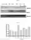 Fig. 11 - Compositions for management of acute nephrotoxicity
