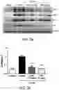 Fig. 04 - USE OF CYCLO(HIS-PRO) (CHP) FOR PREVENTING, ALLEVIATING OR TREATING PERITONEAL FIBROSIS