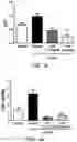 Fig. 06 - USE OF CYCLO(HIS-PRO) (CHP) FOR PREVENTING, ALLEVIATING OR TREATING PERITONEAL FIBROSIS