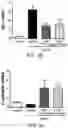 Fig. 07 - USE OF CYCLO(HIS-PRO) (CHP) FOR PREVENTING, ALLEVIATING OR TREATING PERITONEAL FIBROSIS