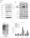 Fig. 25 - METHODS FOR IDENTIFICATION, ASSESSMENT, PREVENTION, AND TREATMENT OF METABOLIC DISORDERS USING SLIT2